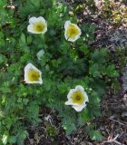 Sieversia pentapetala