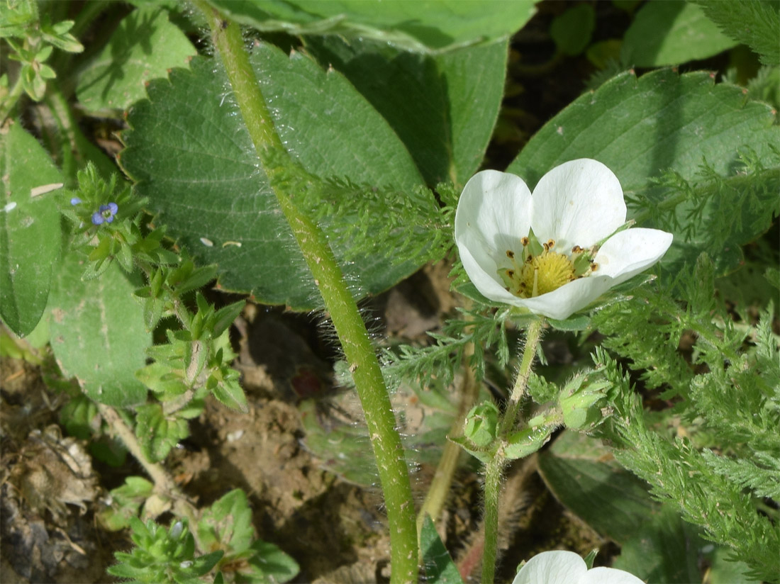 Изображение особи Fragaria &times; ananassa.