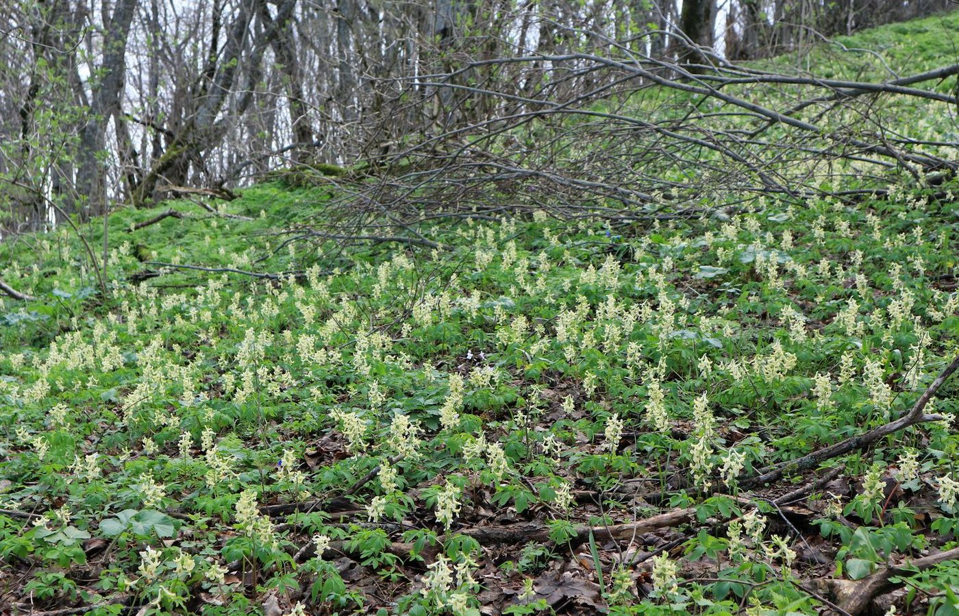 Image of Corydalis marschalliana specimen.