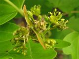 Acer campestre. Соцветие с формирующимимся плодами. Украина, Закарпатская обл., Виноградов, Чёрная гора, на опушке дубравы из скального дуба. 5 мая 2008 г.