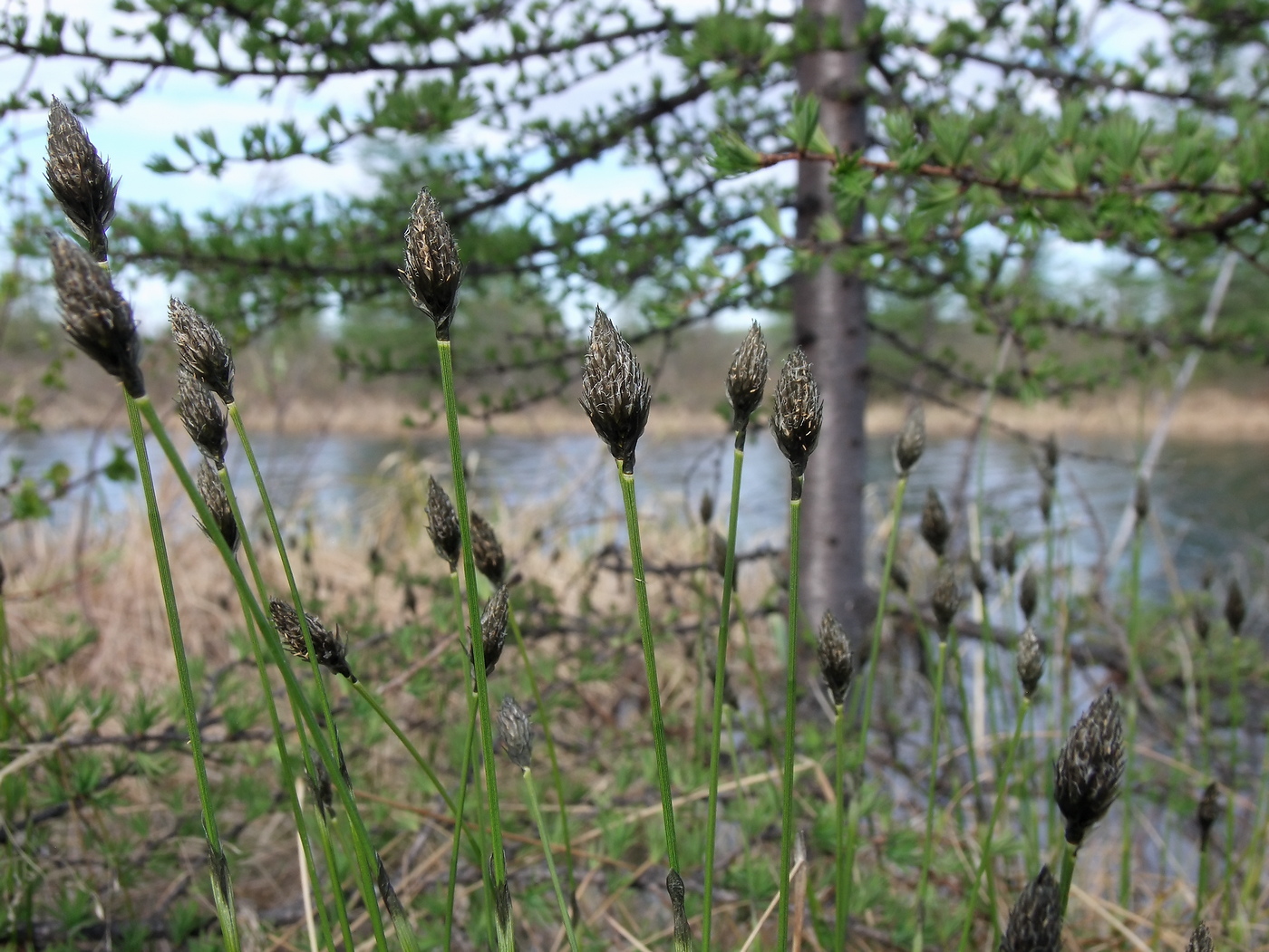 Image of Eriophorum brachyantherum specimen.
