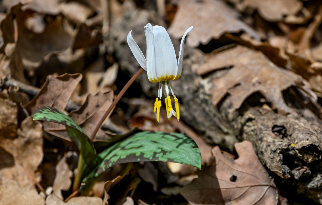 Image of Erythronium caucasicum specimen.