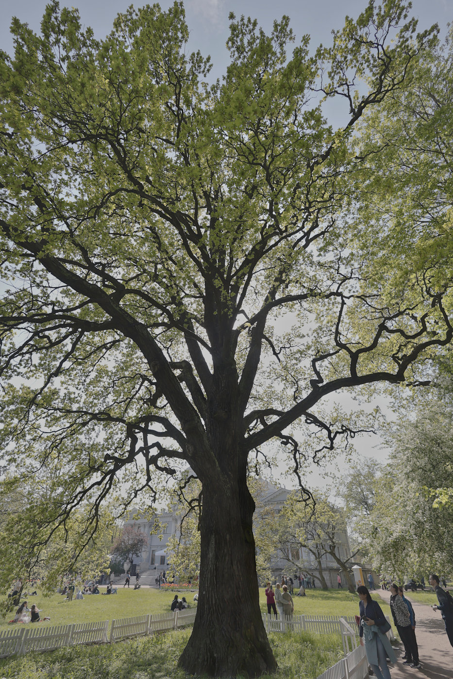 Image of Quercus robur specimen.