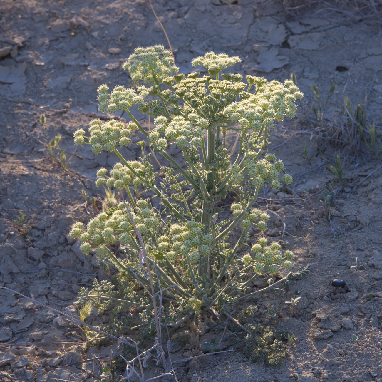 Image of Zosima absinthifolia specimen.