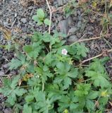 род Geranium