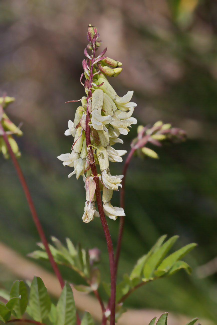 Изображение особи Astragalus frigidus.