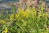 Galium verum subspecies asiaticum. Цветущие растения. Приморский край, Владивостокский ГО, о. Клыкова, луговой склон сопки. 07.07.2025.