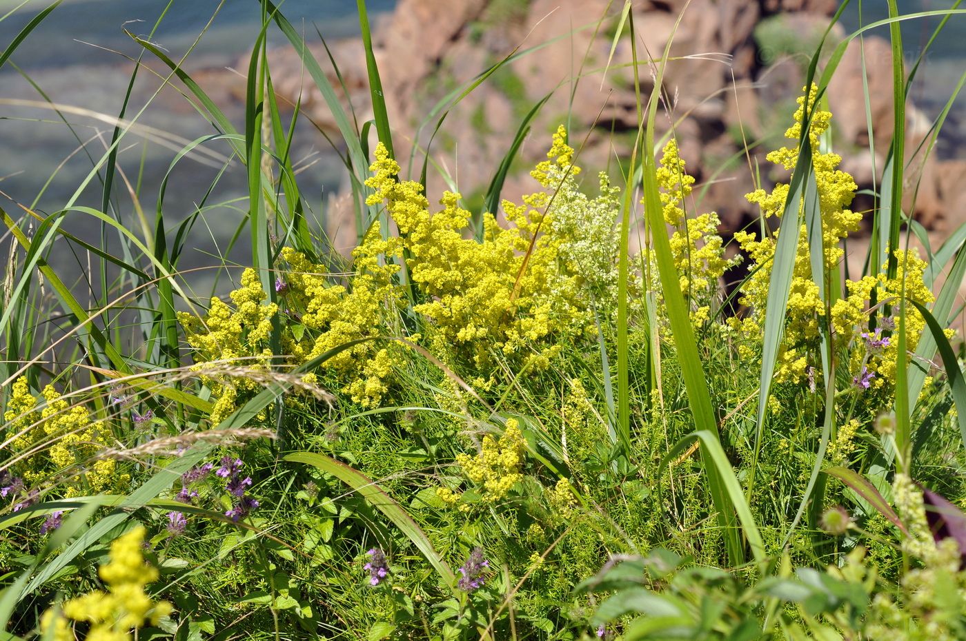 Image of Galium verum ssp. asiaticum specimen.