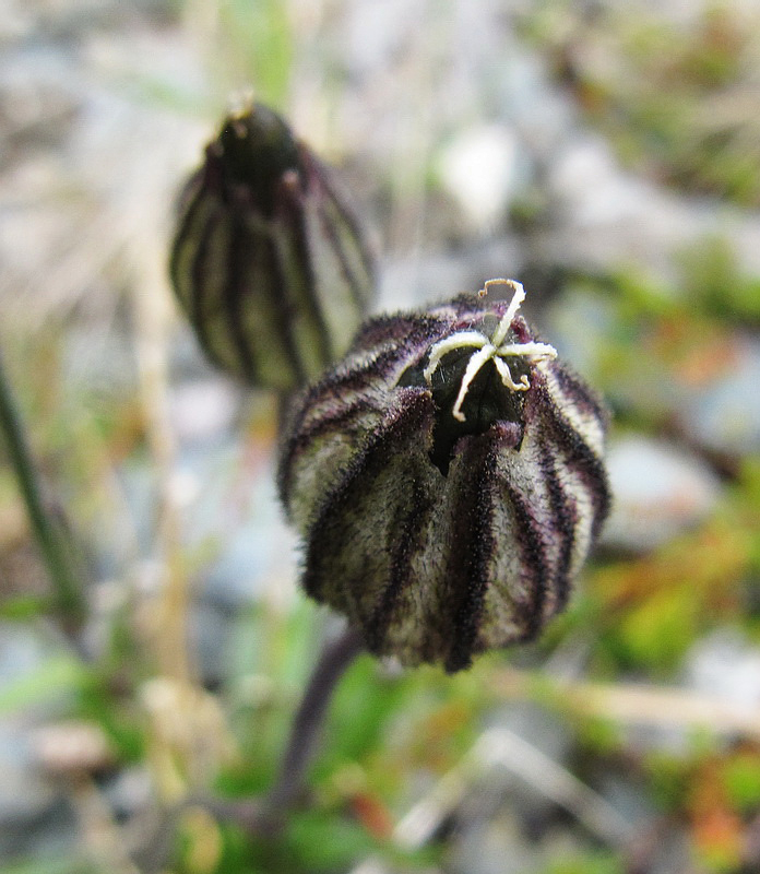 Изображение особи Gastrolychnis uralensis.