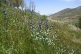 семейство Boraginaceae