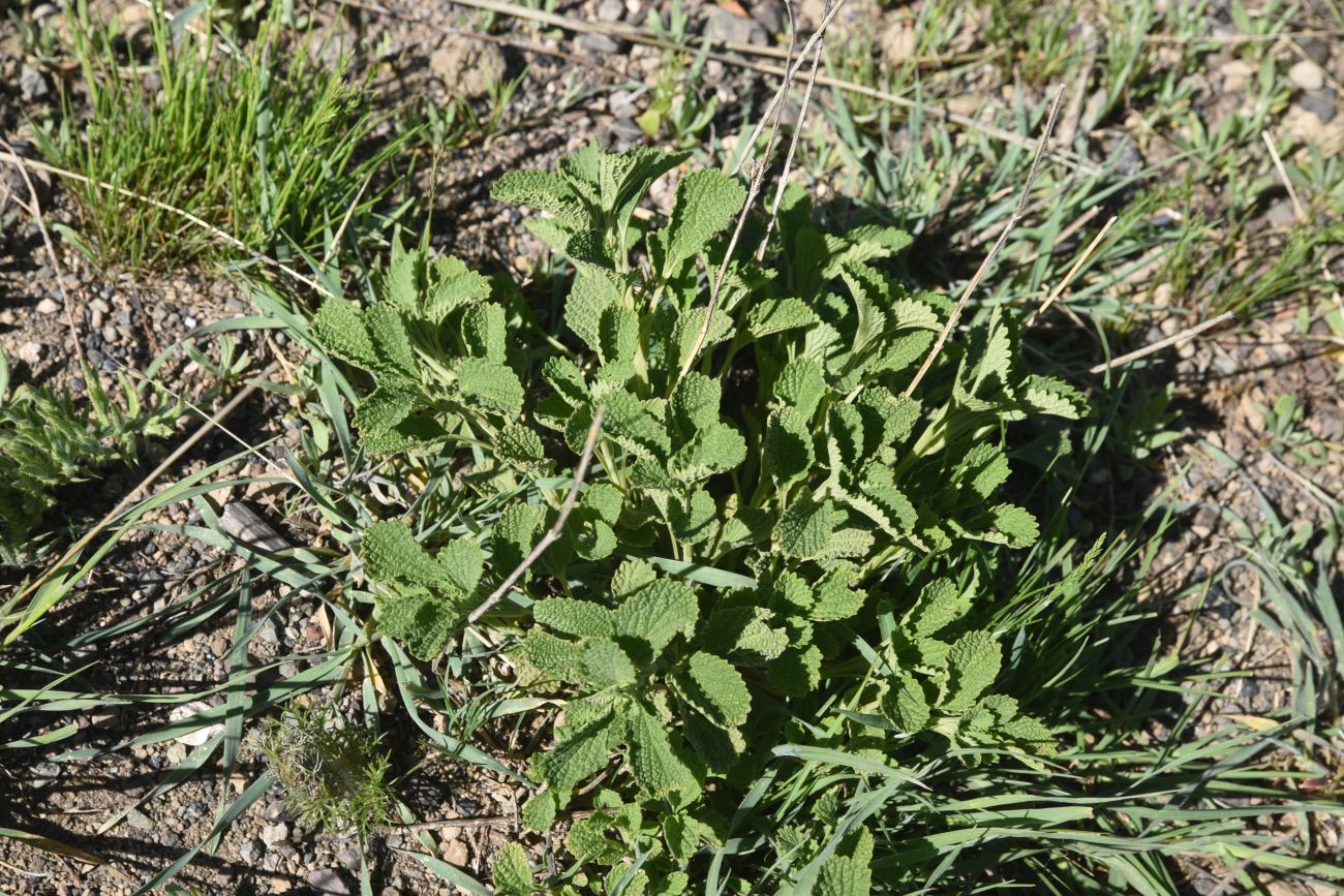Image of Unknown species specimen.