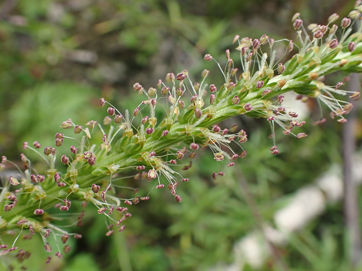 Изображение особи Plantago asiatica.