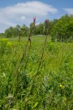 Viscaria vulgaris. Растения с развивающимися соцветиями. Башкортостан, Кугарчинский р-н, окр. дер. Мурадымово, природный парк \"Мурадымовское ущелье\", опушка берёзового леса, разнотравный луг. 30 мая 2024 г.