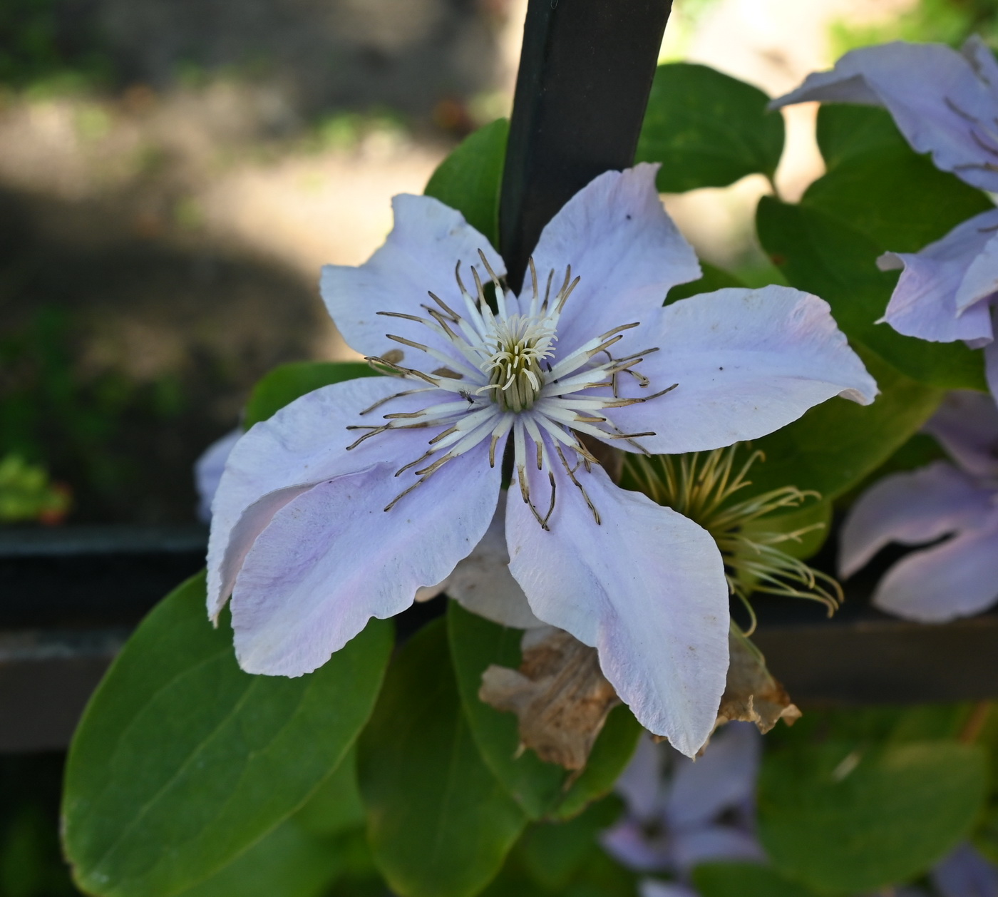 Image of Clematis viticella specimen.