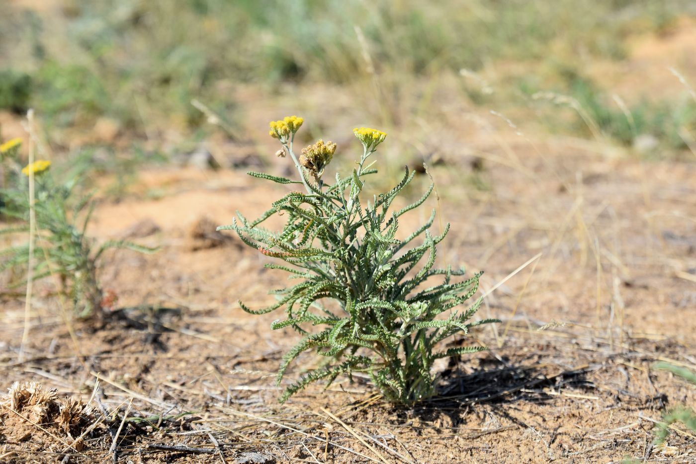 Изображение особи Achillea micrantha.