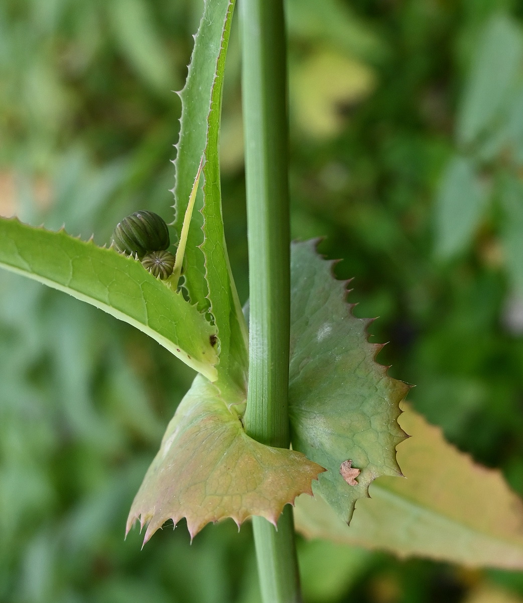 Изображение особи Sonchus arvensis ssp. uliginosus.