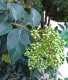 Ligustrum lucidum
