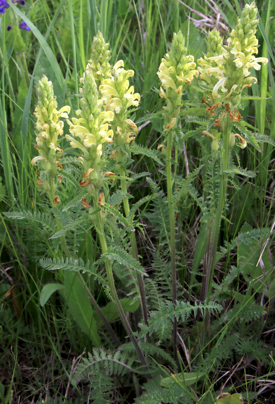 Image of Pedicularis kaufmannii specimen.