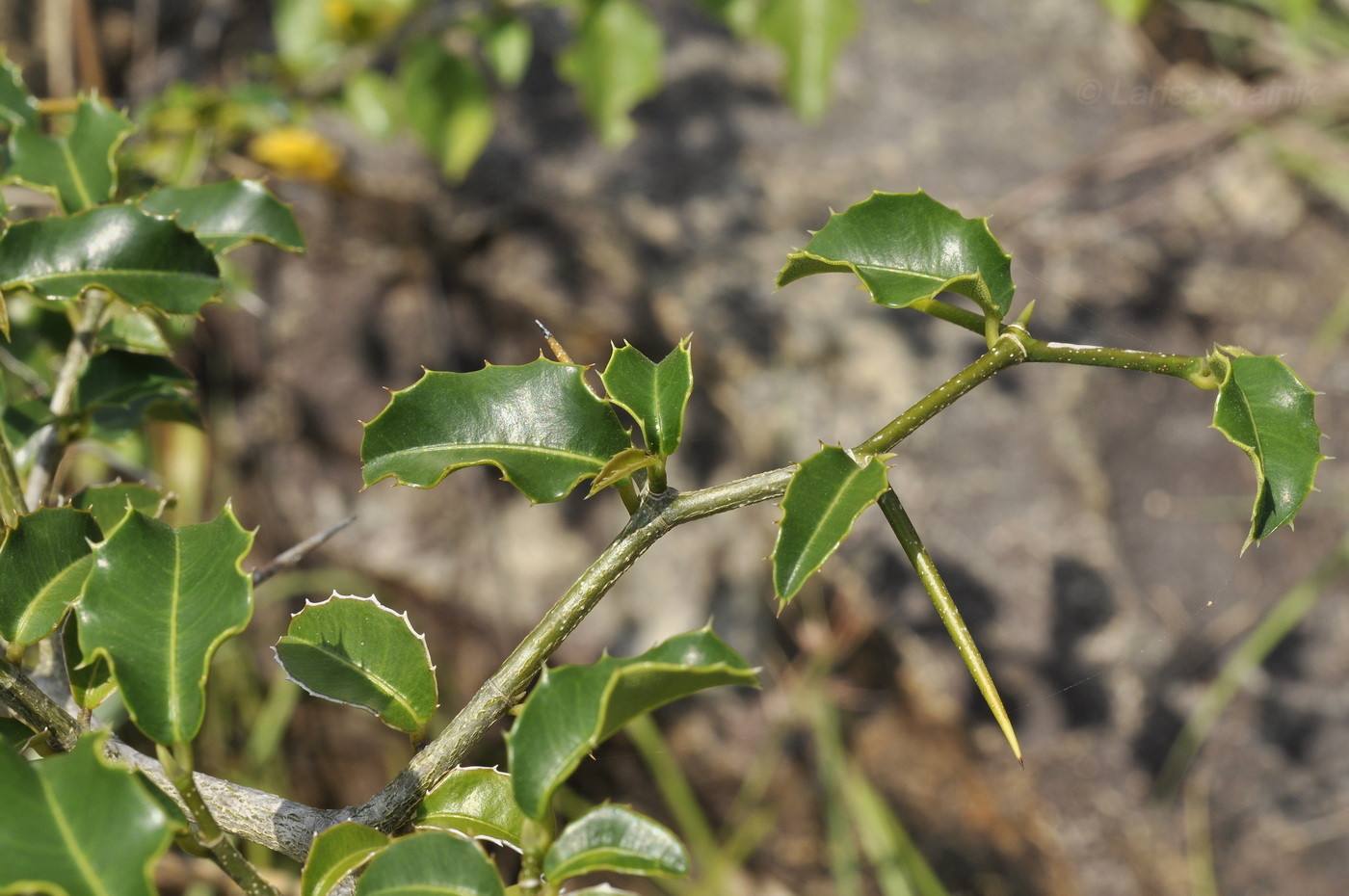 Изображение особи род Ilex.