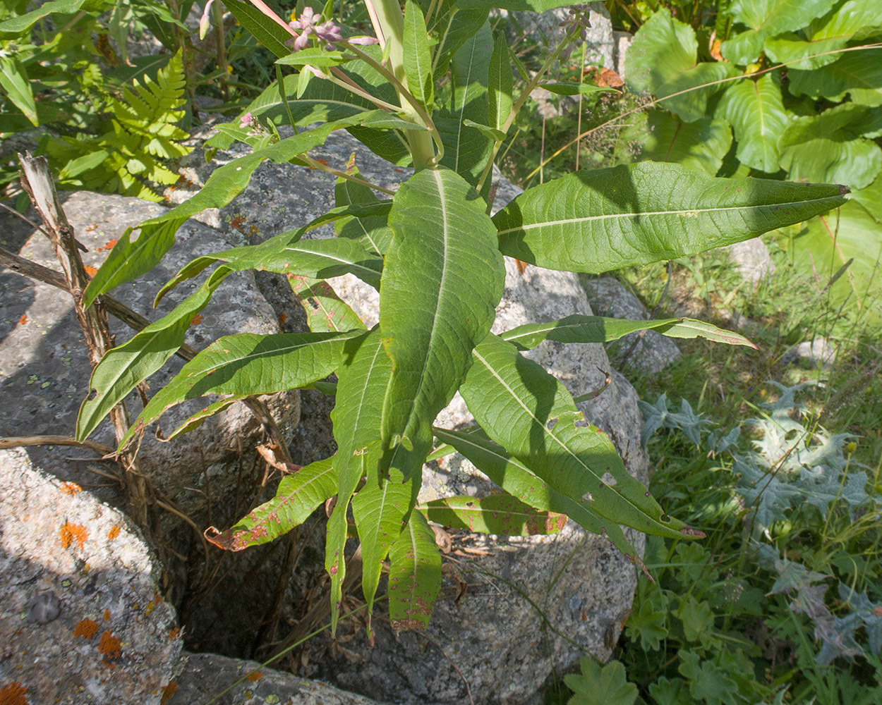 Изображение особи Chamaenerion angustifolium.