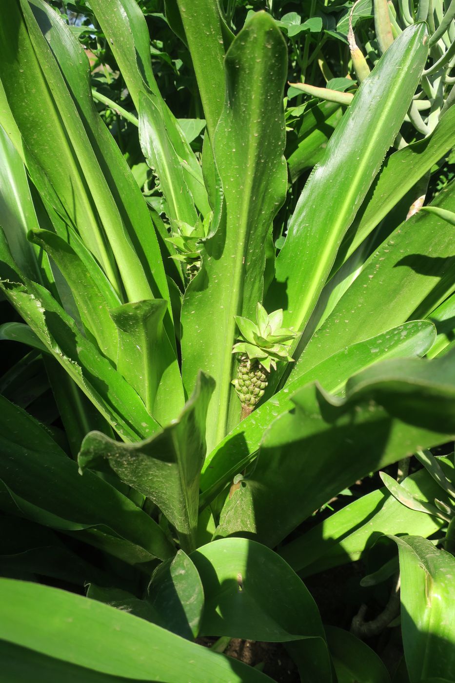 Image of Ananas comosus specimen.