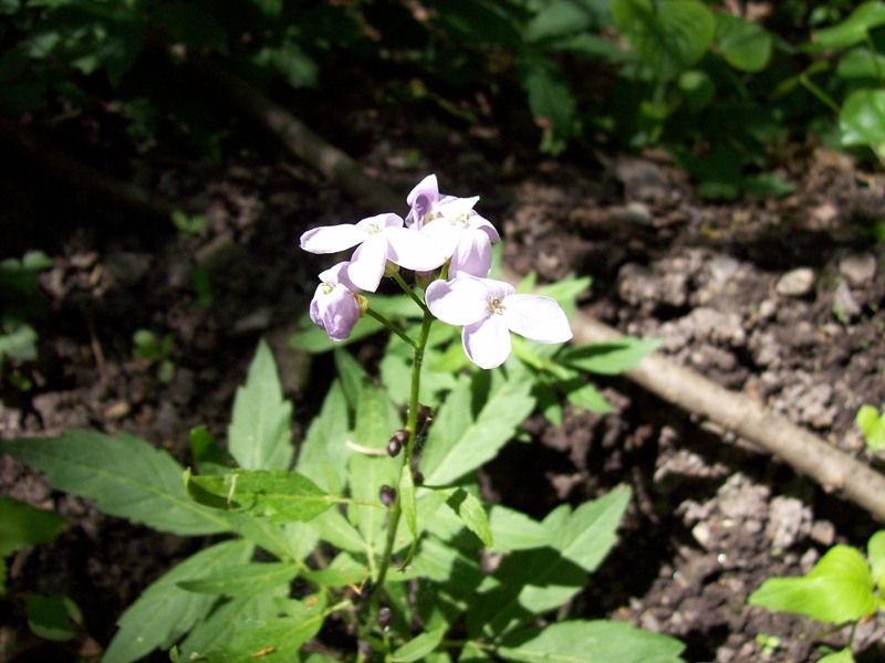 Изображение особи Cardamine bulbifera.