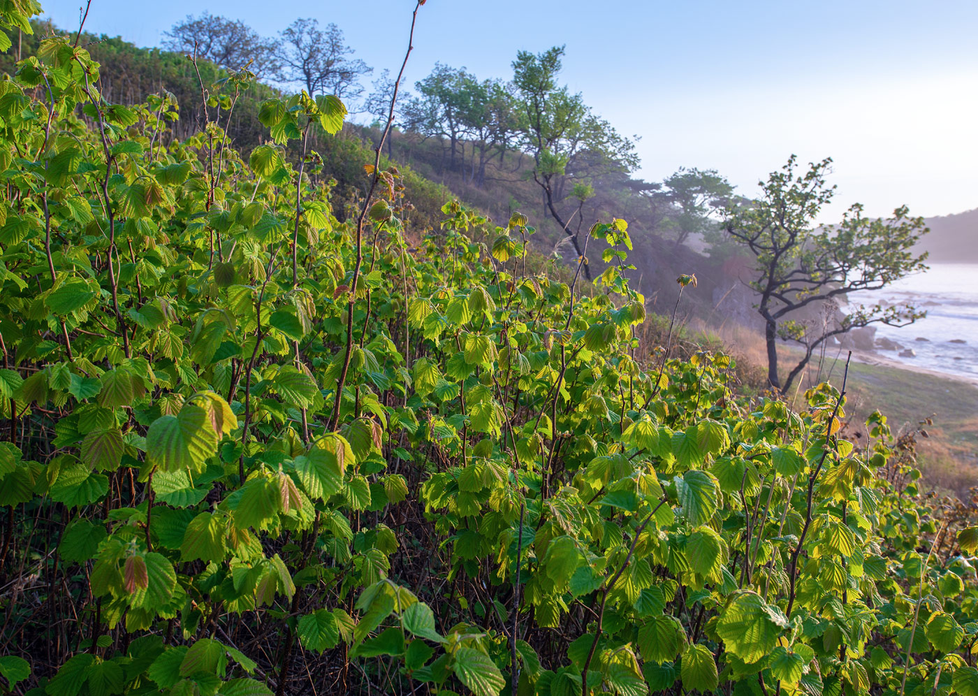 Image of Corylus heterophylla specimen.