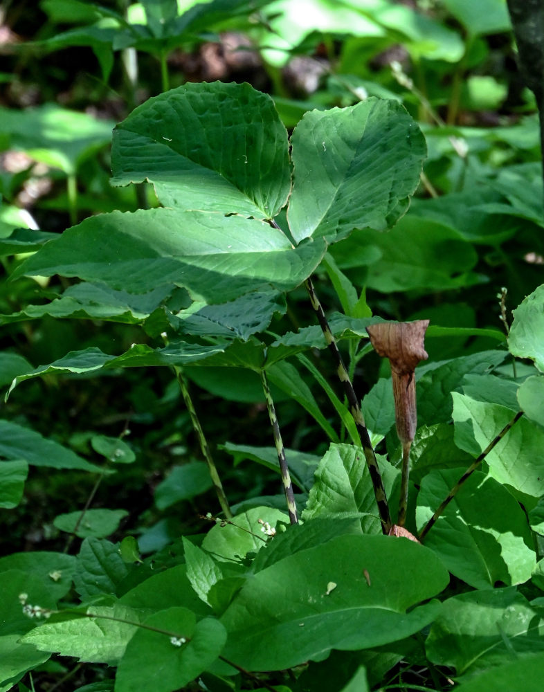 Изображение особи Arisaema lobatum.