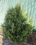 Buxus sempervirens. Вегетирующее растение. Волгоград, Красноармейский р-н. 27.03.2026.
