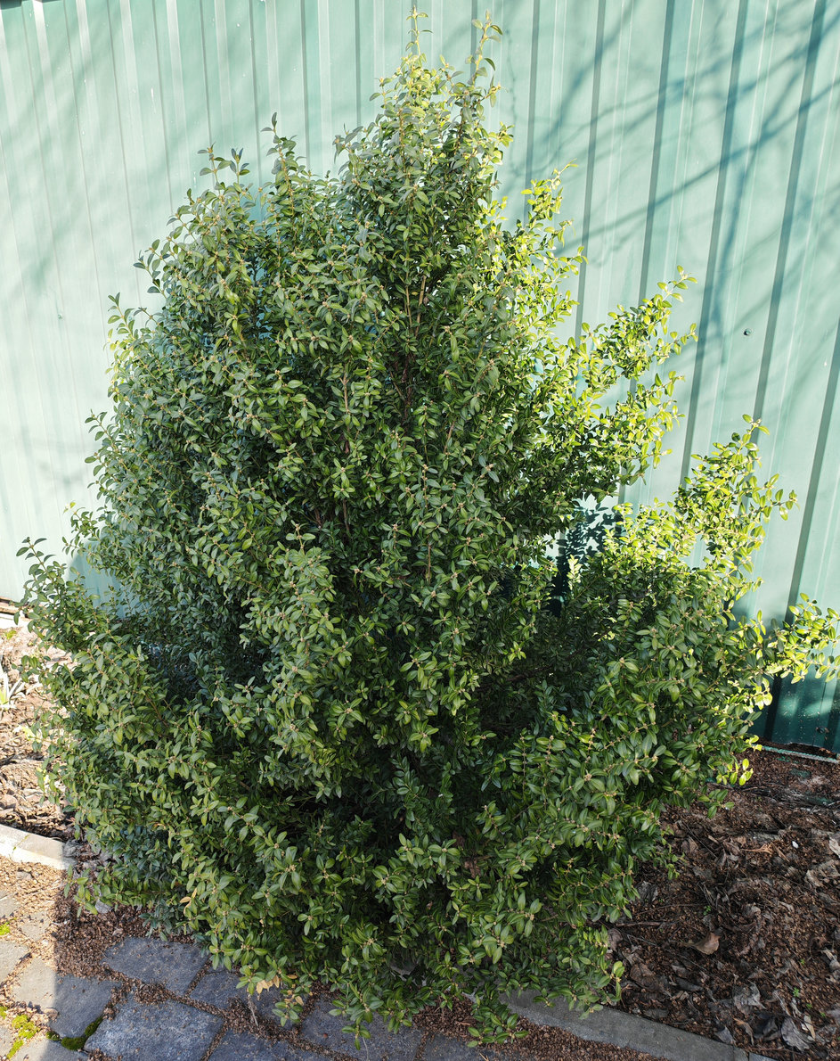 Image of Buxus sempervirens specimen.
