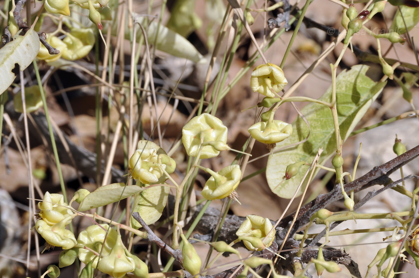 Image of Pentacme siamensis specimen.