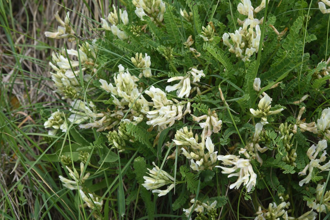 Image of familia Fabaceae specimen.