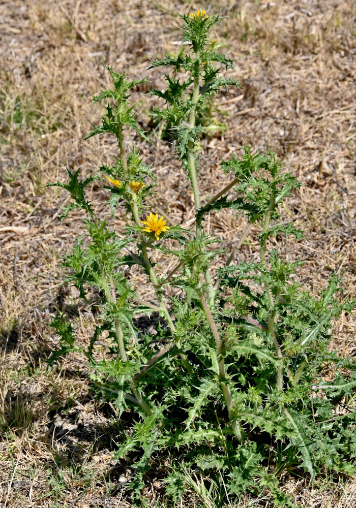 Изображение особи Scolymus hispanicus.
