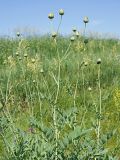 Rhaponticoides ruthenica
