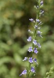 familia Plantaginaceae. Часть соцветия. Испания, Каталония, пров. Барселона, комарка Осона, муниципалитет Виланова-де-Сау, окр. н.п. Виланова-де-Сау, смешанный лес, обочина дороги. 31.05.2026.