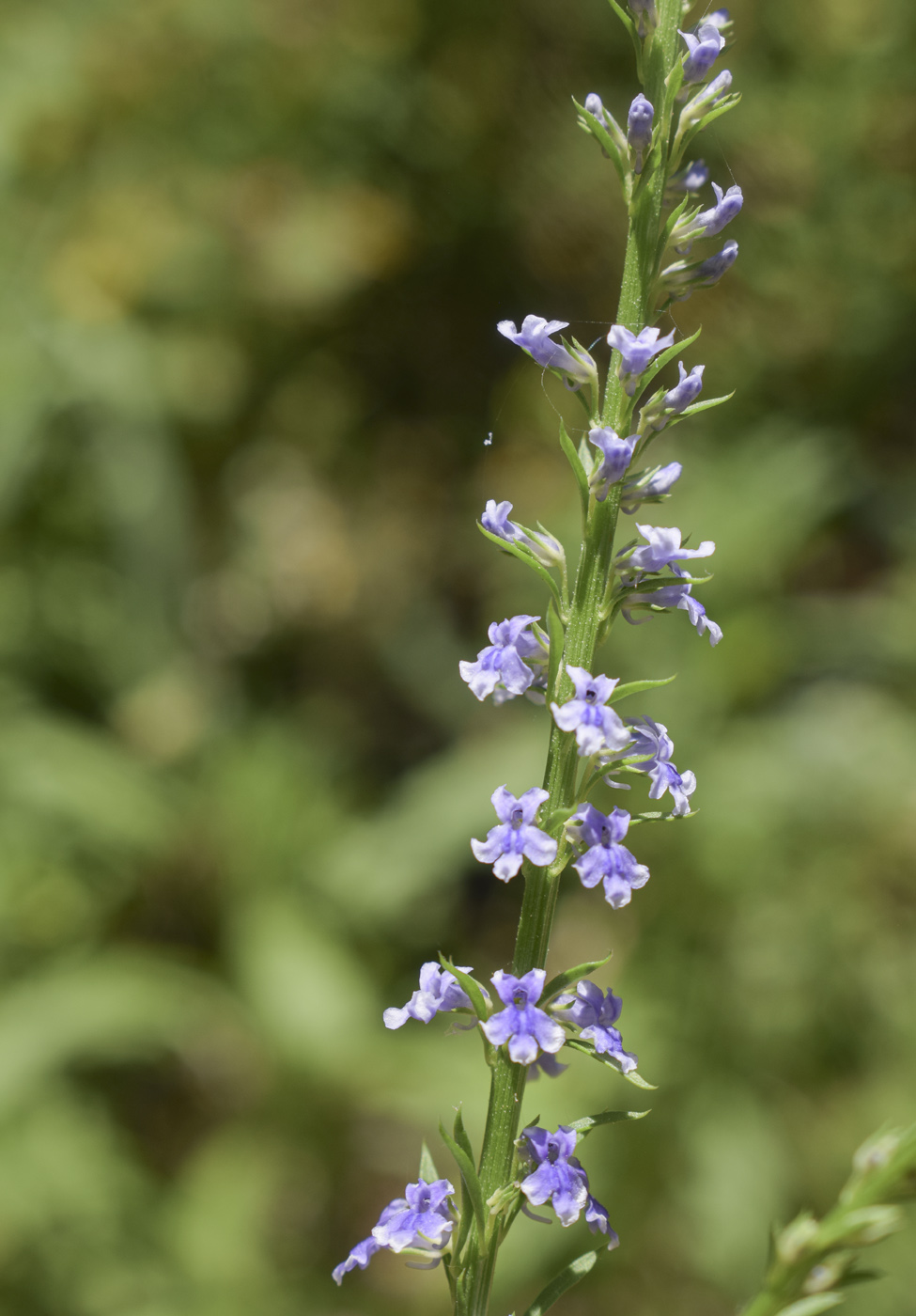 Image of Anarrhinum bellidifolium specimen.
