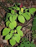 Paeonia caucasica. Плодоносящее растение. Краснодарский край, окр. г. Адлер, широколиственный лес. 03.07.2024.