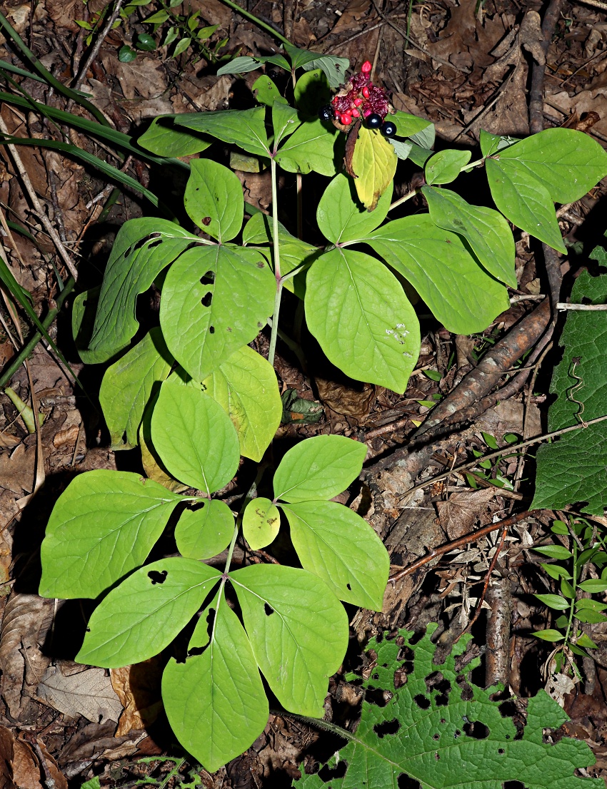 Изображение особи Paeonia caucasica.