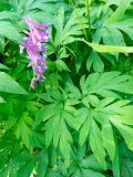 Corydalis macrantha