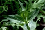 Centranthus ruber. Верхушка вегетирующего побега. Белгородская обл., пос. Ракитное, ул. Сосновая, 2, в культуре. 28 мая 2021 г.