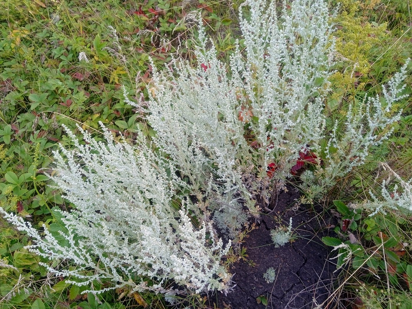 Image of genus Artemisia specimen.