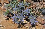 Eryngium dilatatum. Соцветия. Португалия, округ Бежа, окр. г. Карвальял, каменистый склон. 06.06.2026.