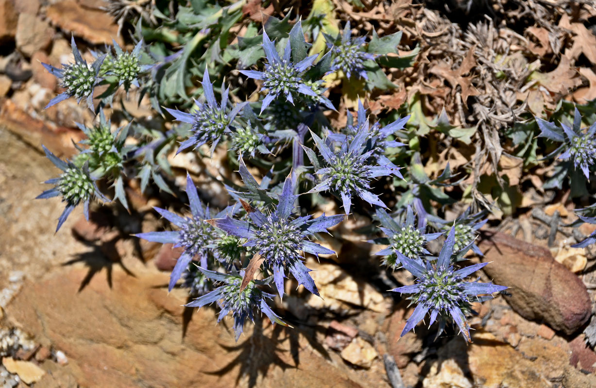 Изображение особи Eryngium dilatatum.