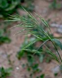 Bromus magnus