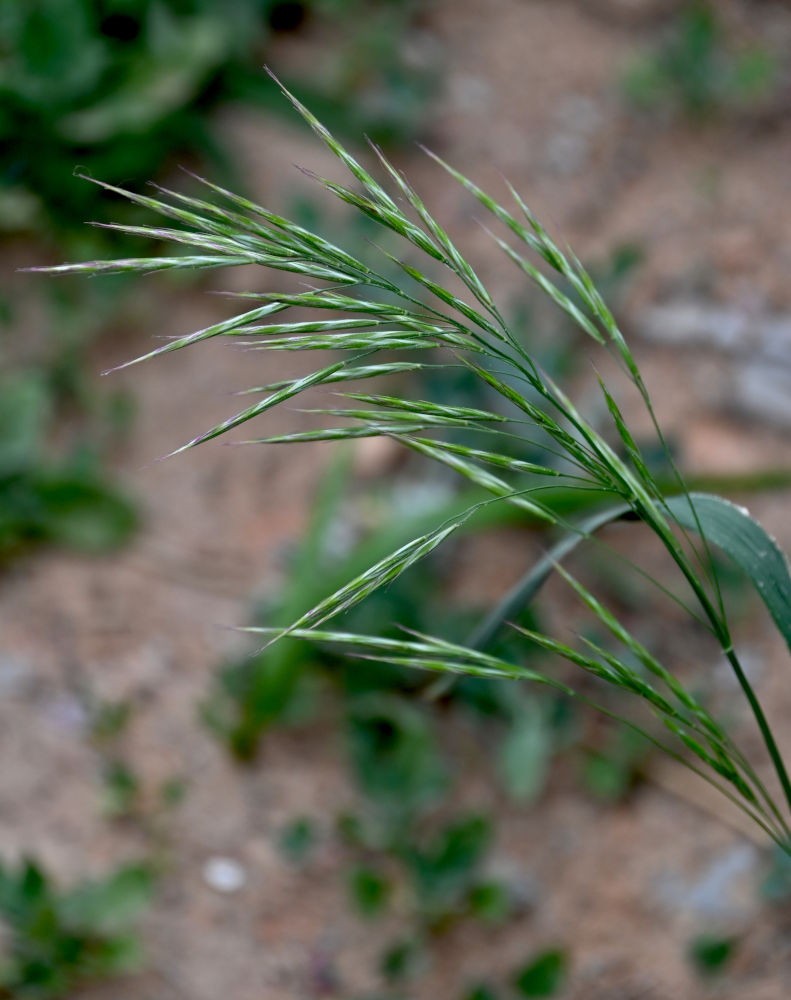 Image of Bromus magnus specimen.