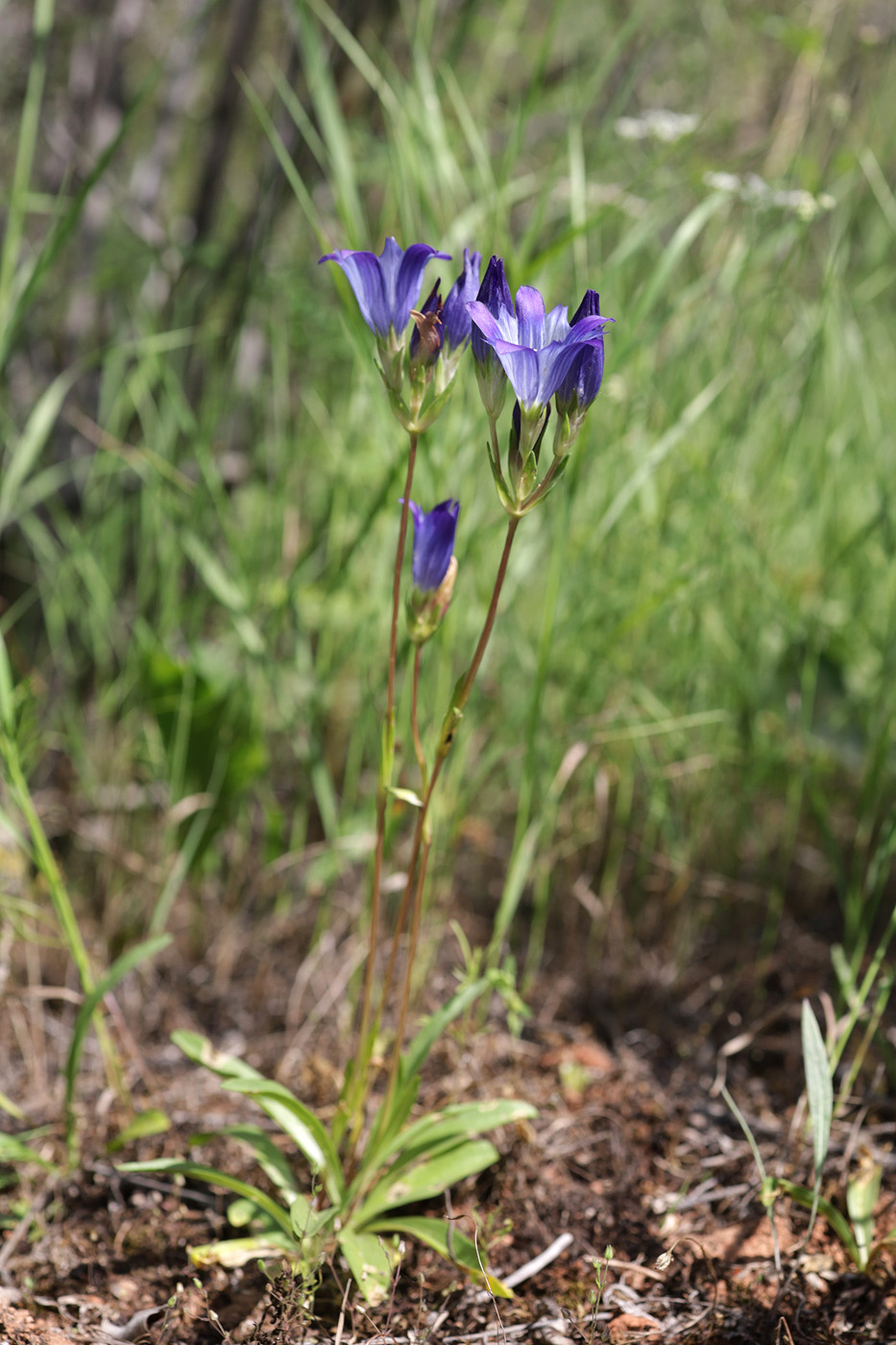 Image of Gentiana olivieri specimen.
