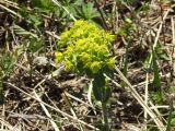 Euphorbia geltmanii. Верхушка цветущего растения. Казахстан, Восточно-Казахстанская обл., Маркакольский р-н, хр. Сарлытан, пер. Тиккабак, лиственничное редколесье. 01.05.2026.