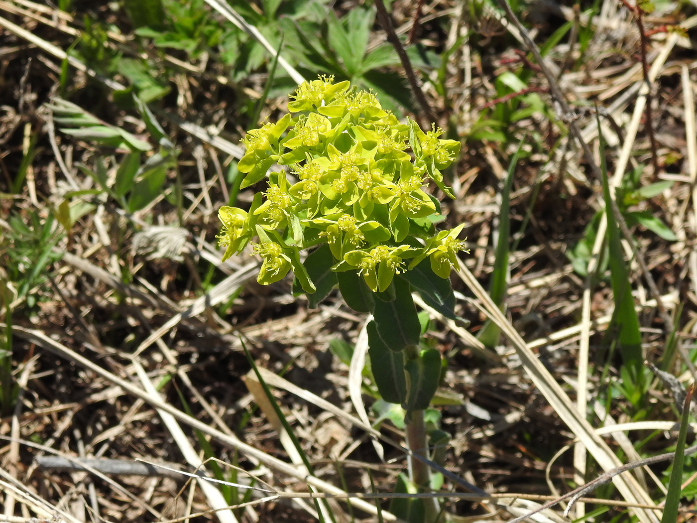 Image of Euphorbia geltmanii specimen.