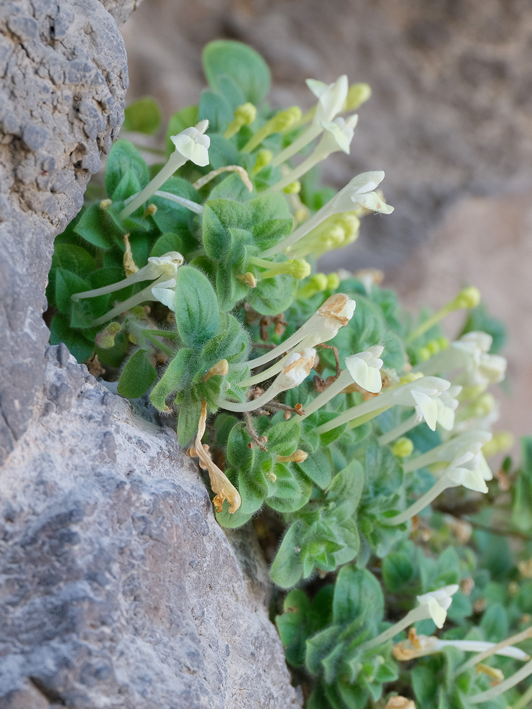 Image of Scutellaria immaculata specimen.