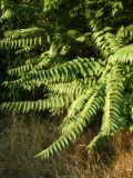 Ailanthus altissima. Молодые растения. Республика Молдова, муниципалитет Кишинёв, г. Кодру, пустырь. 22 августа 2026 г.